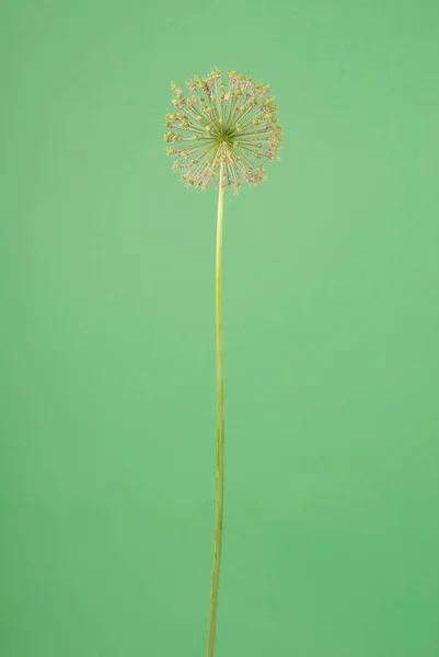 Лук Цветок Изолирован Зеленом Фоне — стоковое фото