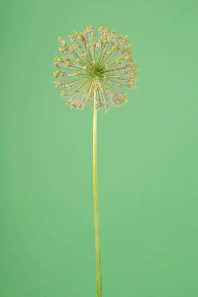 Лук Цветок Изолирован Зеленом Фоне — стоковое фото