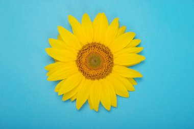 Üzerinde mavi arka plan izole ayçiçeği çiçek. Tohum ve yağ. Düz yatıyordu, en iyi görünümü