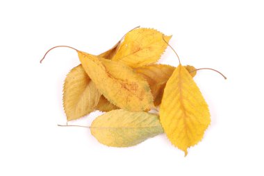 Koleksiyon grubu güzel renkli sonbahar kiraz yaprakları beyaz arkaplanda izole