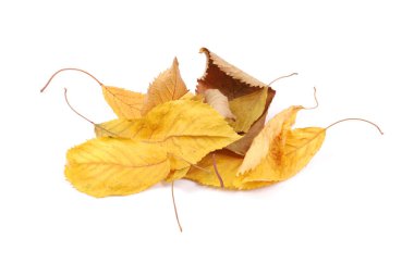 Koleksiyon grubu güzel renkli sonbahar kiraz yaprakları beyaz arkaplanda izole