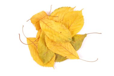 Koleksiyon grubu güzel renkli sonbahar kiraz yaprakları beyaz arkaplanda izole