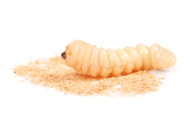 Larva kabukları böcek (Scolytinae). Beyaz arka plan üzerinde izole kabuk larva bacaksız böcekleri.