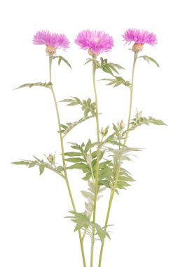 Çiçekler beyaz izole centaurea dealbata, yakın çekim