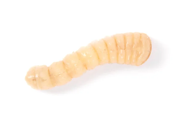 Larva Kůrovec Scolytinae Larvy Brouků Beznohé Izolovaných Bílém Pozadí — Stock fotografie