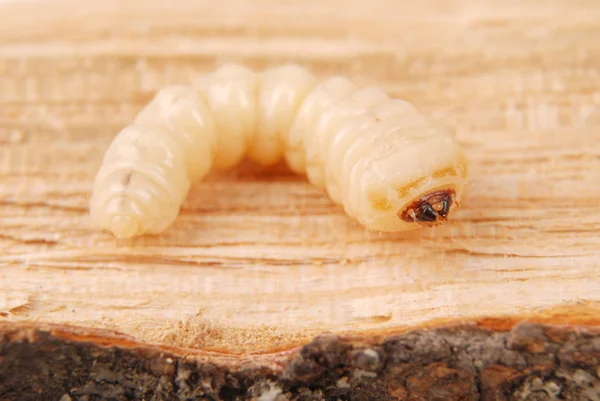 幼虫树皮甲虫 Scolytinae 木质背景下树皮甲虫无腿的幼虫 — 图库照片