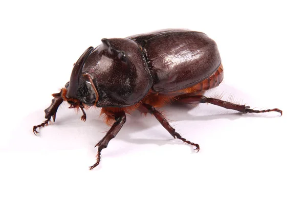 Gros Plan Rhinocéros Mâle Oryctes Nasicornis Isolé Sur Fond Blanc — Photo