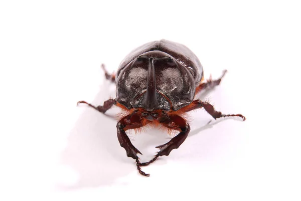 Primer Plano Escarabajo Macho Rinoceronte Oryctes Nasicornis Aislado Sobre Fondo —  Fotos de Stock