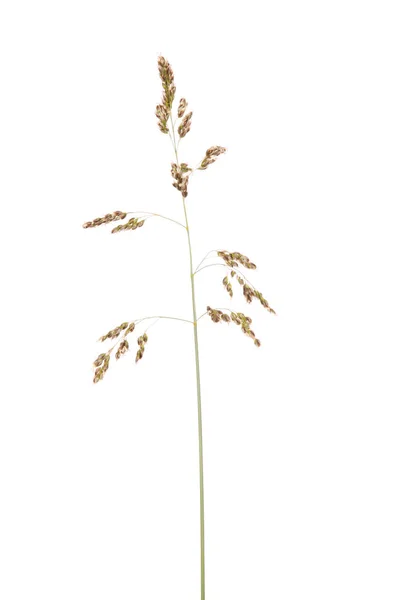 Green Grass Spikelet Isolated White Close — Stock Photo, Image