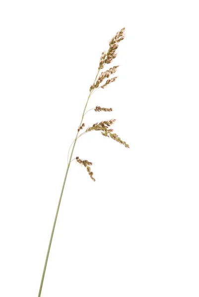 Green Grass Spikelet Isolated White Close — Stock Photo, Image