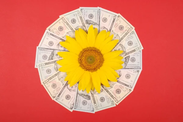 お金からマンダラ万華鏡で ひまわりの花 抽象的なお金背景ラスター パターン繰り返しマンダラ円 赤の背景に — ストック写真