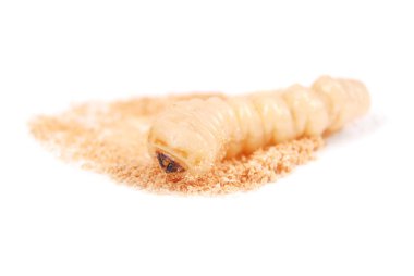 Larva kabukları böcek (Scolytinae). Beyaz arka plan üzerinde izole kabuk larva bacaksız böcekleri.