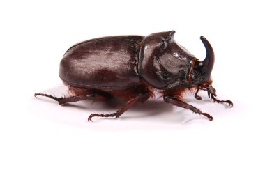 Beyaz arka plan üzerinde izole Closeup çekim erkek gergedan böceği (Oryctes nasicornis)