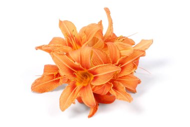 A lily (Lilium pensylvanicum) çiçek kapatın. Gün-lily Isolated beyaz.