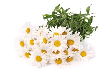 Papatya çiçek güzel ve hassas izole üzerinde beyaz arka plan