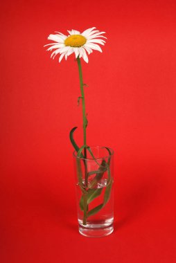 Papatya çiçek güzel ve hassas olarak izole kırmızı arka plan