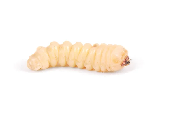 Besouro Larva Scolytinae Larva Besouros Bark Sem Pernas Sua Toca — Fotografia de Stock