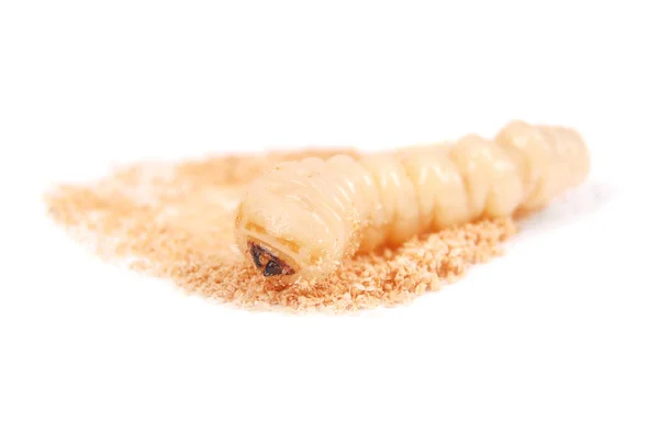 Larva Kabukları Böcek Scolytinae Beyaz Arka Plan Üzerinde Izole Kabuk — Stok fotoğraf