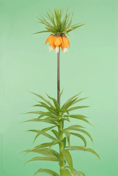 Royal Crown Flowers Studio Kaiser Crown Fritillaria Imperialis Isolated Green — Stock Photo, Image