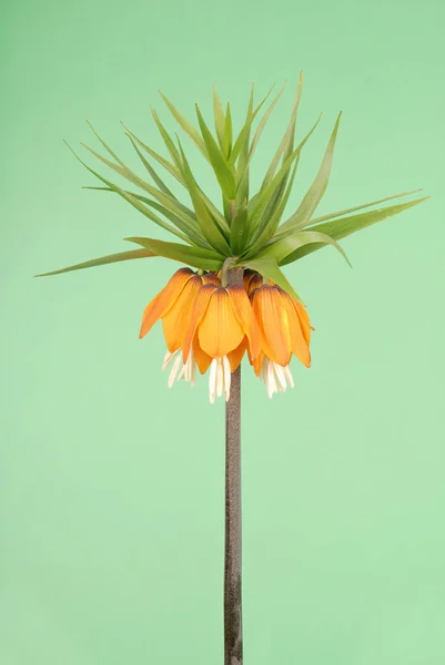 Királyi Korona Virágok Stúdió Klein Korona Fritillaria Imperialis Elszigetelt Zöld — Stock Fotó