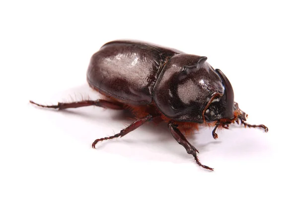 Beyaz Arka Plan Üzerinde Izole Closeup Çekim Erkek Gergedan Böceği — Stok fotoğraf