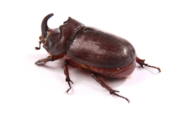 Gros Plan Rhinocéros Mâle Oryctes Nasicornis Isolé Sur Fond Blanc — Photo