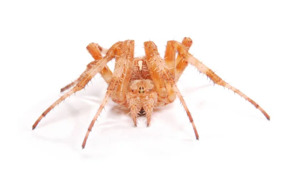 Dişi Örümcek Haçlı Araneus Diadematus Üzerinde Beyaz Izole Yakın Çekim — Stok fotoğraf