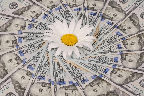 Papatya Çiçek Güzel Narin Money Deki Bir Daire Şeklinde — Stok fotoğraf