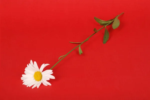 Fleur Camomille Belle Délicate Isolée Sur Fond Rouge — Photo