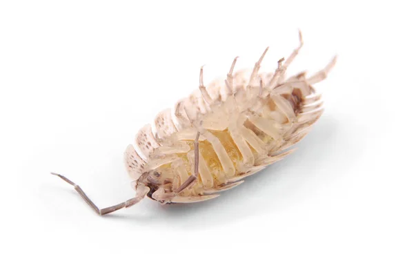 Vista Perto Woodlice Comum Porcellio Scaber Frente Isolado Fundo Branco — Fotografia de Stock