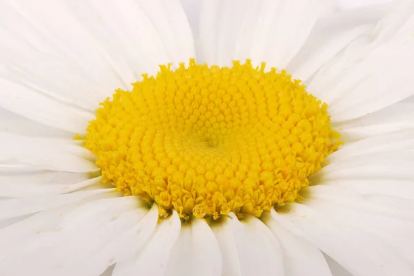 Close Com Camomila Flor Bonita Delicada — Fotografia de Stock