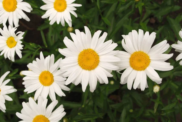 Florecimiento de margaritas. Margarita ojiva, Leucantemo vulgar, margaritas . — Foto de Stock