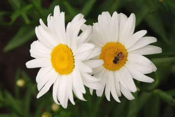 Virágzó margarémák. Oxeye Daisy, Leucanthemum vulgare, százszorszépek. — Stock Fotó