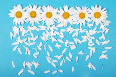 Çiçekler ve Petal kompozisyon. Mavi arka planda papatya.