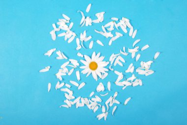 Çiçekler ve Petal kompozisyon. Mavi arka planda papatya.