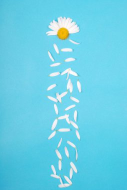 Çiçekler ve Petal kompozisyon. Mavi arka planda papatya.