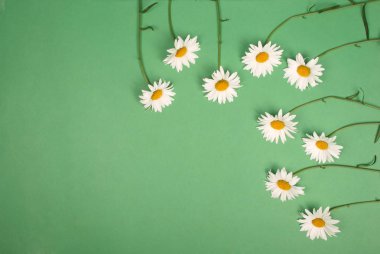 Kompozisyon papatya renk Kağıt arka planda çiçekler