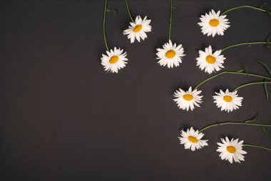 Kompozisyon papatya renk Kağıt arka planda çiçekler