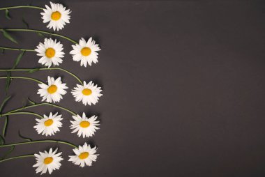 Kompozisyon papatya renk Kağıt arka planda çiçekler