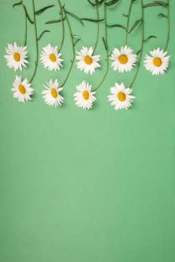 Kompozisyon papatya renk Kağıt arka planda çiçekler