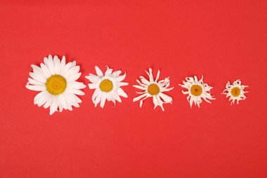 Kompozisyon papatya renk Kağıt arka planda çiçekler