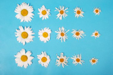 Kompozisyon papatya renk Kağıt arka planda çiçekler