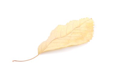 güzel renkli yaprakları