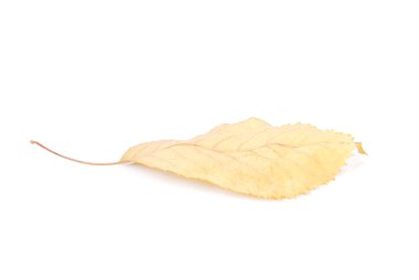 güzel renkli yaprakları