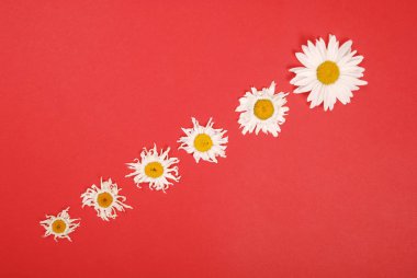 Kompozisyon papatya renk Kağıt arka planda çiçekler