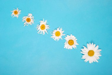 Kompozisyon papatya renk Kağıt arka planda çiçekler