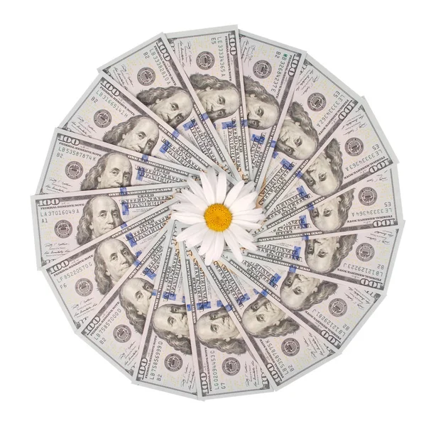 Kamillenblüte schön und empfindlich auf Geld — Stockfoto