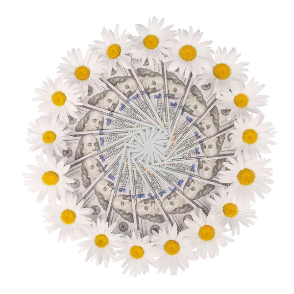Kamomill blomma vacker och delikat på pengar — Stockfoto