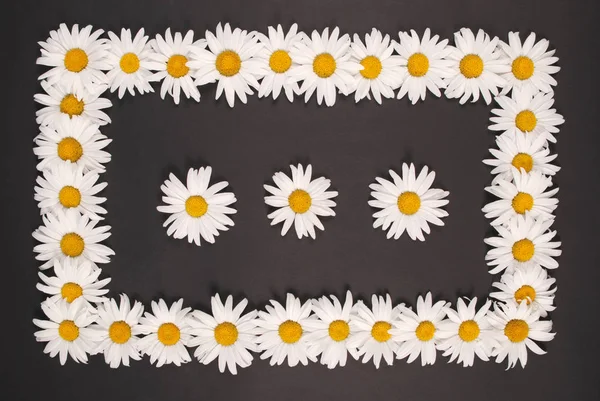 Cadre de camomille avec espace pour le texte, carte postale florale à base de plantes — Photo