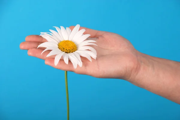 Male hand holding a chamomile — Stock Photo, Image